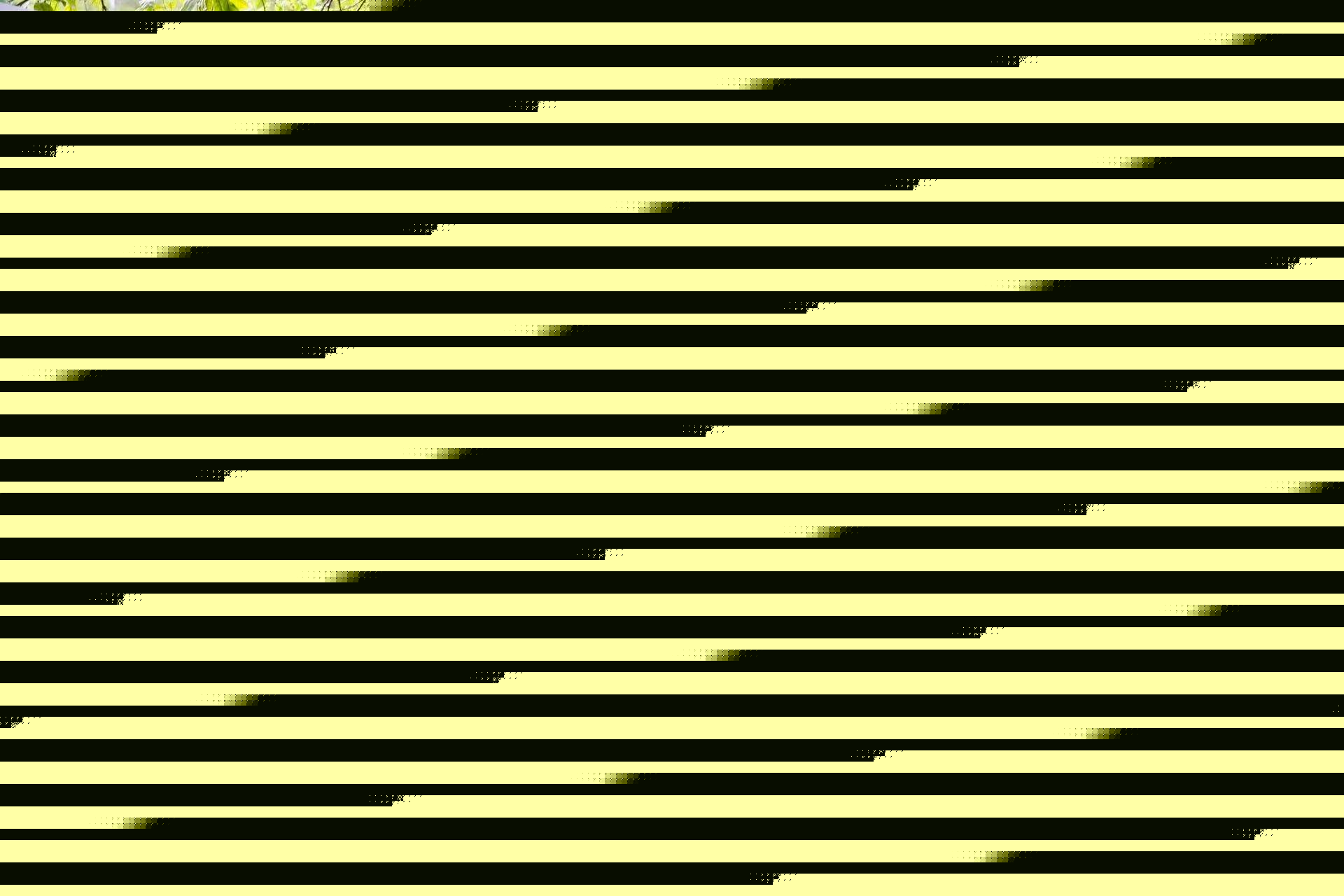 翰林文化节破圈,千年松塘焕新