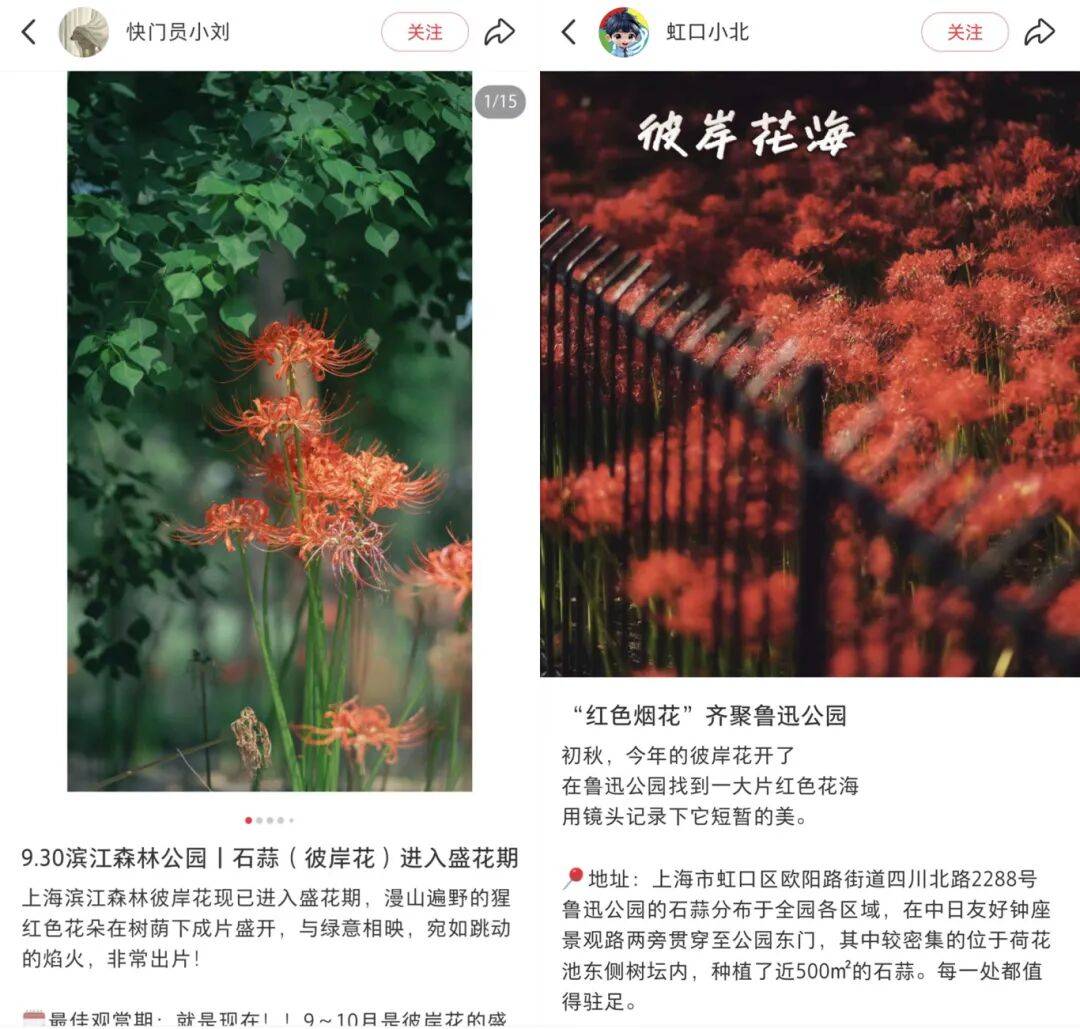 上海也惊现红色花海!提醒:全株有毒!别碰!